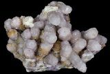 Cactus Quartz (Amethyst) Cluster - South Africa #78659-1